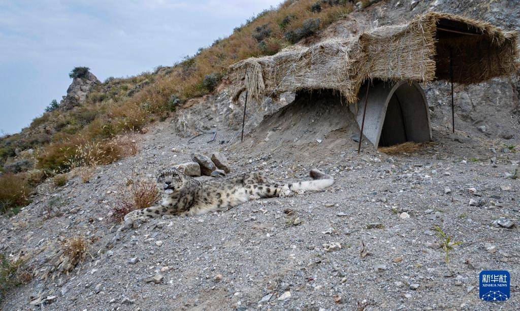 探訪賀蘭山下的雪豹保護研究基地:中航光電科技股份有限公司