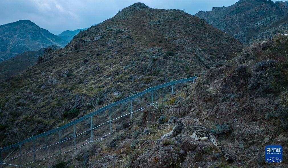 探訪賀蘭山下的雪豹保護研究基地:中航光電科技股份有限公司