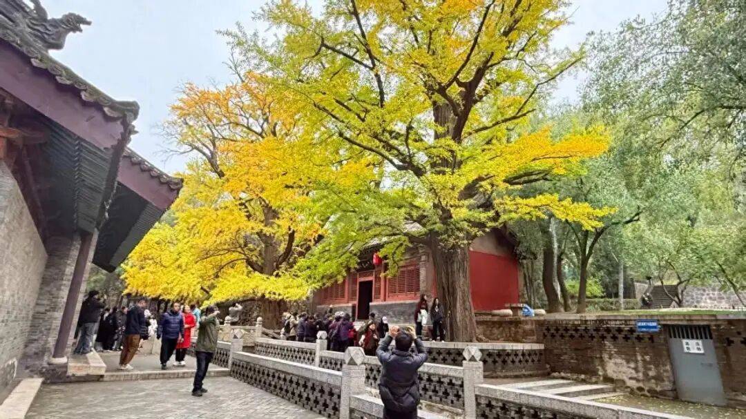 山西太原:晉祠五百年銀杏迎最佳觀賞期:中航光電科技股份有限公司