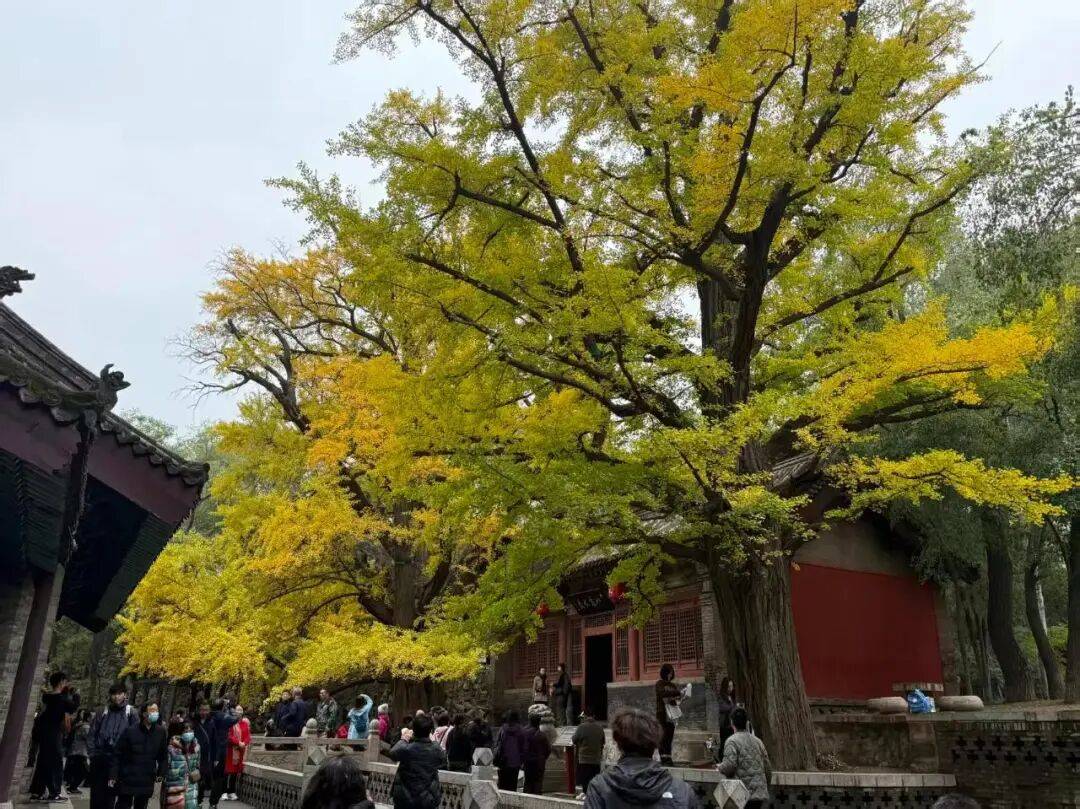 山西太原:晉祠五百年銀杏迎最佳觀賞期:中航光電科技股份有限公司