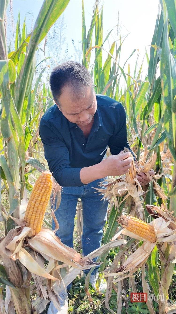 一位河南農民的玉米秋收戰：花3200元自制烘干機<strong></p>
<p>中航光電科技股份有限公司
</strong>，還幫農友烘了20萬斤:中航光電科技股份有限公司
