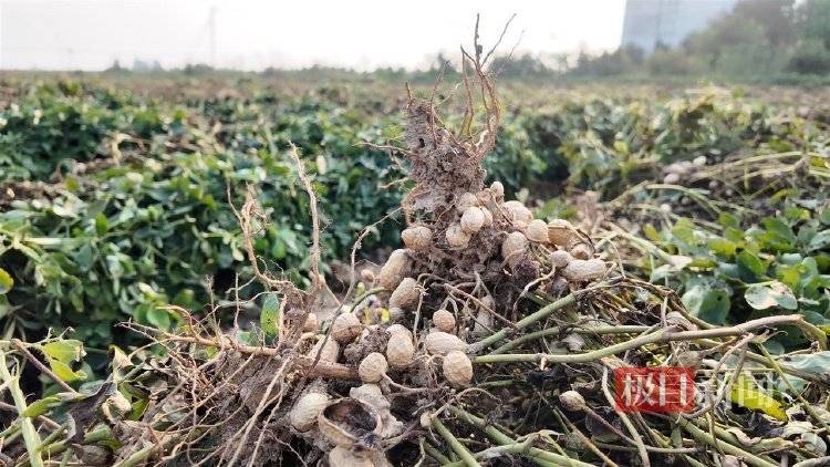 一位河南農民的玉米秋收戰：花3200元自制烘干機<strong></p>
<p>中航光電科技股份有限公司
</strong>，還幫農友烘了20萬斤:中航光電科技股份有限公司
