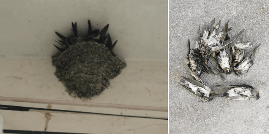 大量燕子滯留，不少凍死街頭，它們為啥來不及往南飛?:中航光電科技股份有限公司
