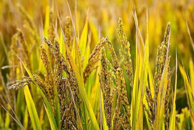 行業觀察｜“稻米造血”照進現實，禾元生物開辟白蛋白治療新選擇:中航光電科技股份有限公司
