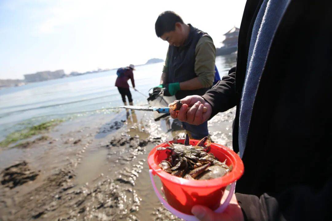 戳視頻！青島大哥拎個耙子<strong></p>
<p>中航光電科技股份有限公司
</strong>，兩小時在沙灘上耙出好幾斤！梭子蟹臥沙消失術開眼界……:中航光電科技股份有限公司
