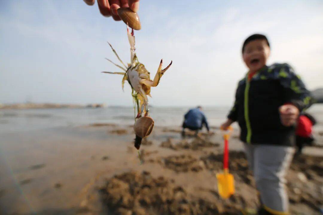 戳視頻！青島大哥拎個耙子<strong></p>
<p>中航光電科技股份有限公司
</strong>，兩小時在沙灘上耙出好幾斤！梭子蟹臥沙消失術開眼界……:中航光電科技股份有限公司

